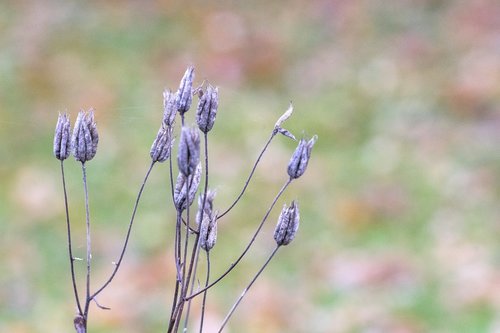 seed pods  purple  oblong