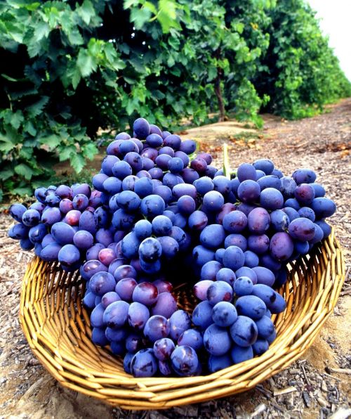 seedless grapes fruit food