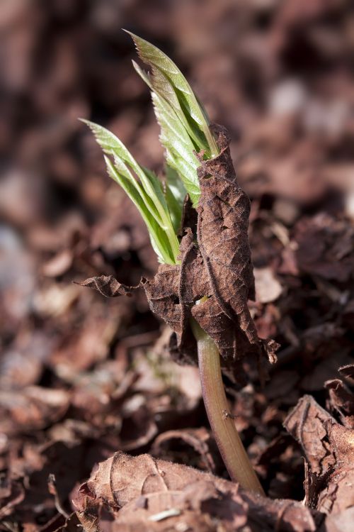 seedling germ leaves wildling