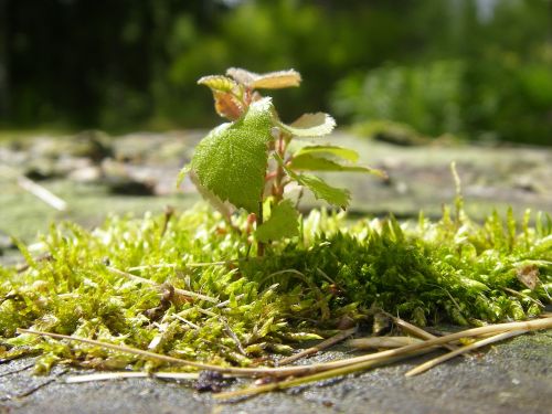 seedling birch moss