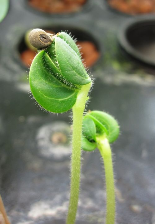 seedling hydroponic plant