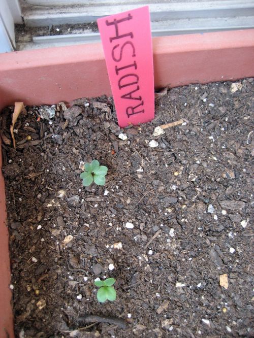 Seedling Radish