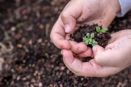 seedlings  seed  children's hands