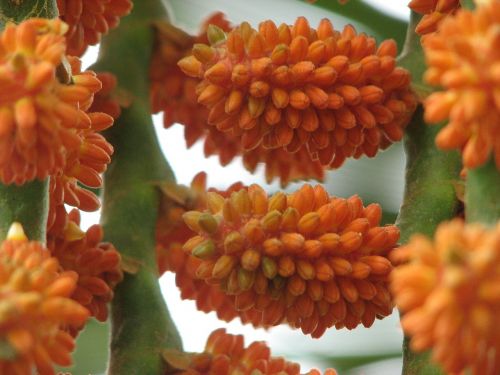 seeds plant flower