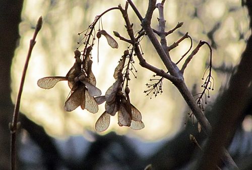 seeds winter morning