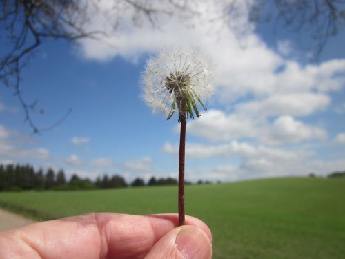 seeds dandelion sky