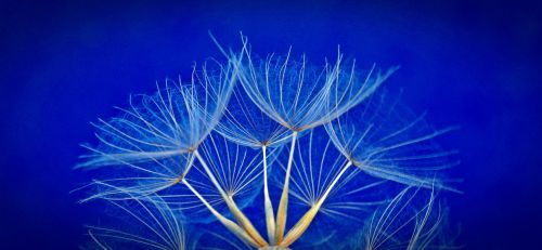 seeds flower dandelion