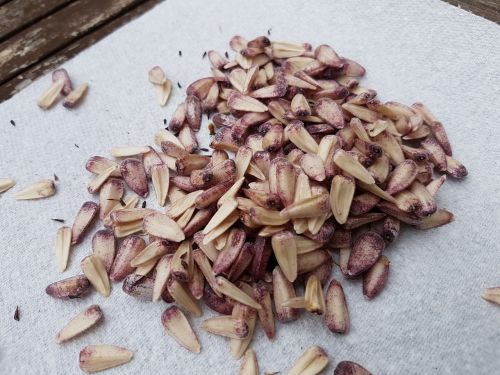 seeds sunflower harvest