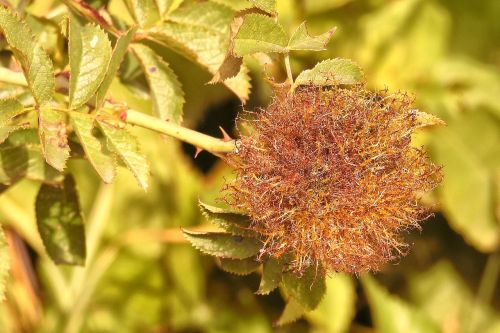 seeds rosehip seed rose hip