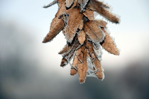seeds cold frost