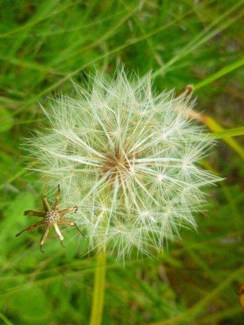 seeds nature dandelion