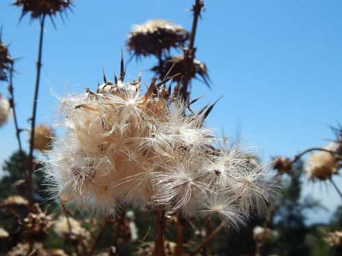 seeds thistles summer