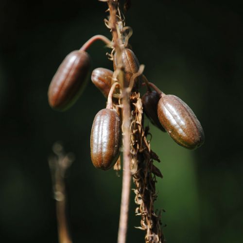 seeds flowers plants