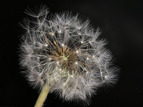seeds  delicate  flower