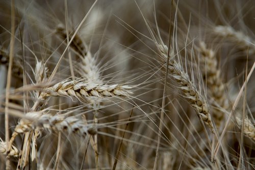 seeds  wheat  cereals