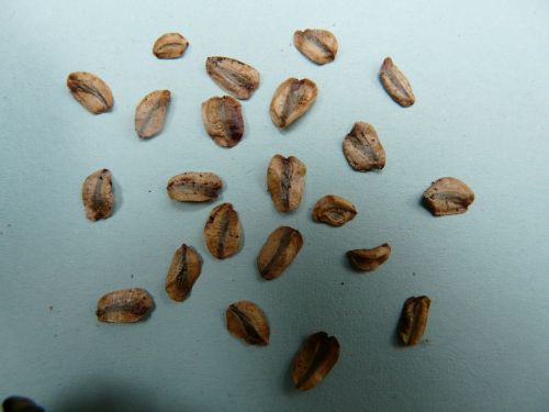 seeds sequoia seeds germ