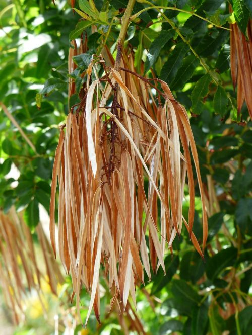 seeds oblong seed pods