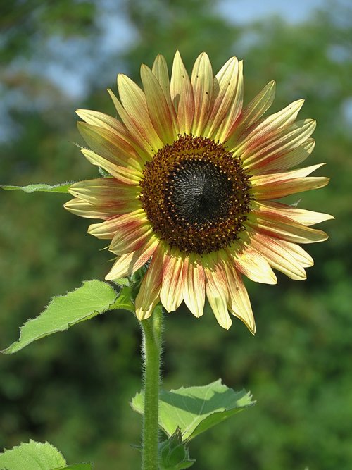 seeds  sunflower  nature