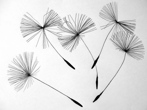 seeds dandelion flower
