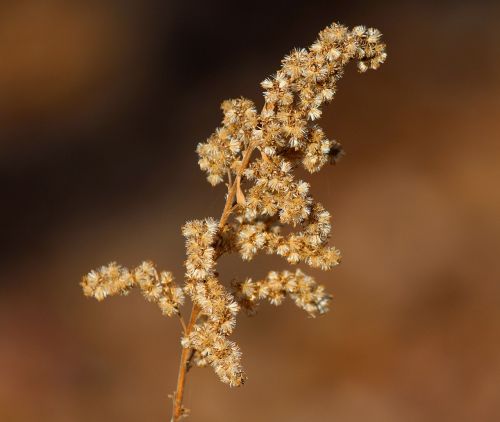 seeds goldenrod weed