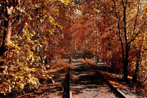 seemed forest autumn