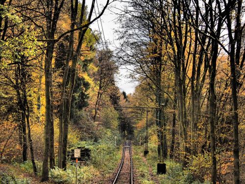 seemed forest autumn