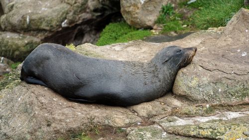 seerobbe sea lion doze