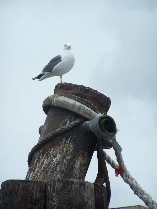 segal seagull bird