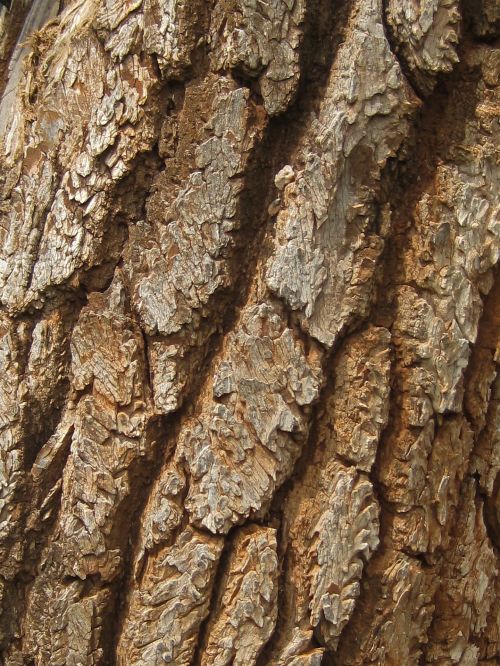 Segmented Bark On Tree Trunk