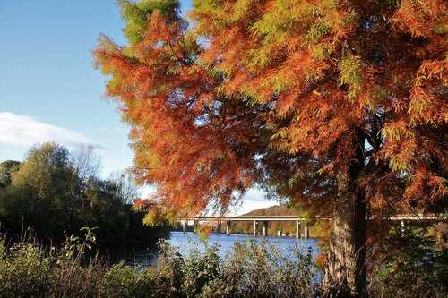 seilersee  autumn mood  tree