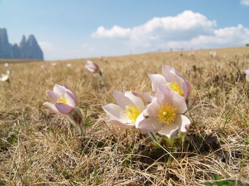 seiser alm pasque flower south tyrol