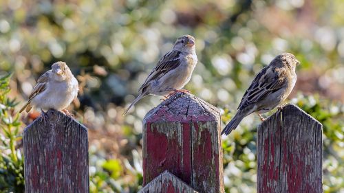 sejrspodie birds picket fence