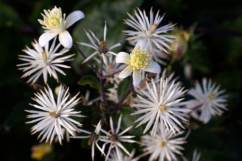 sellerieblättrige clematis apifolia