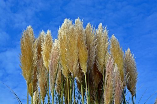 selloana sky grasses