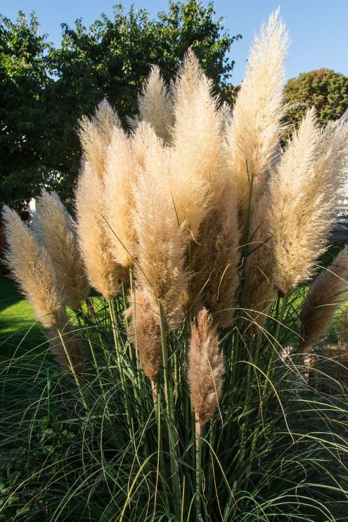 selloana grass flowers