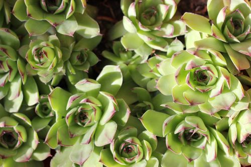 sempervivum tectorum houseleek plant