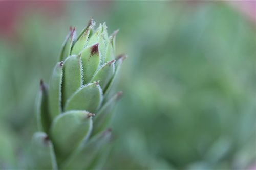 sempervivum tectorum  houseleek  plant