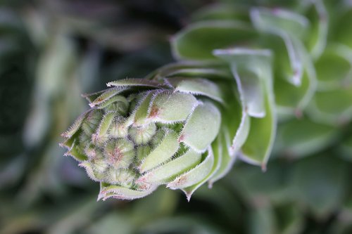 sempervivum tectorum  houseleek  plant
