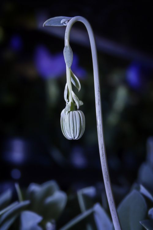 senecio cephaluphorus flower stem senecio