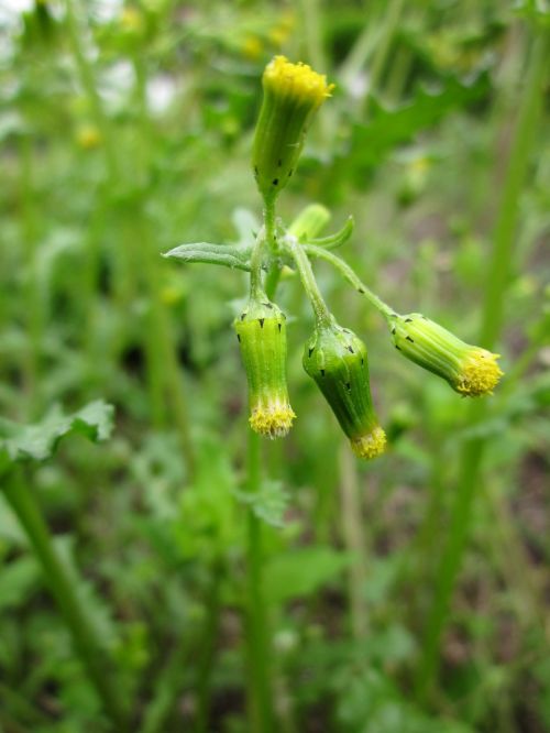 senecioneae wildflower flora