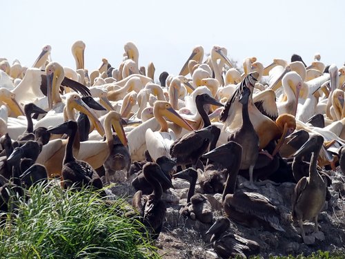 senegal  pelicans  sanctuary