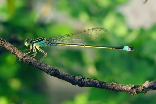 senegal pechlibelle dragonfly ischnura senegalensis