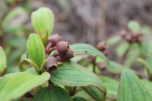 senggani plants nature