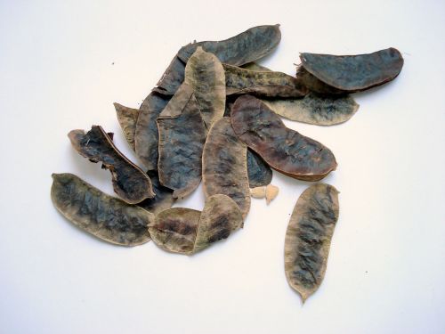 senna fruit black senna cassia