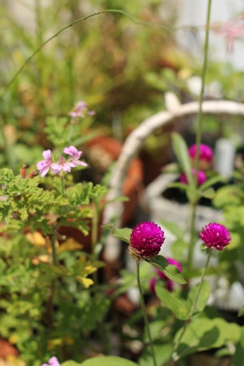 sen'nichiko flowers sen ted geranium