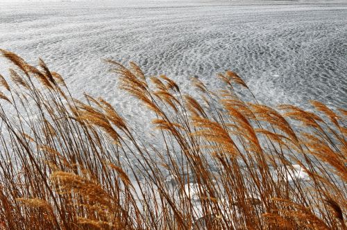 seomjin the frozen wave silver grass