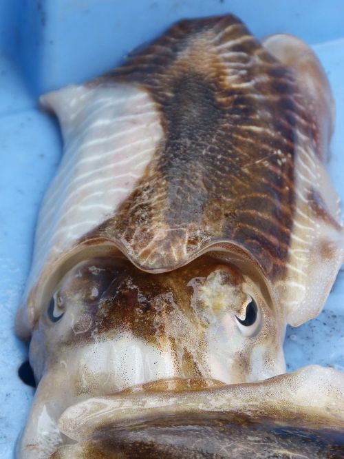 sepia cephalopod fresh fish