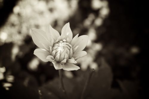 sepia old fashioned mood