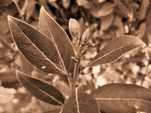 Sepia Bay Leaves And Buds