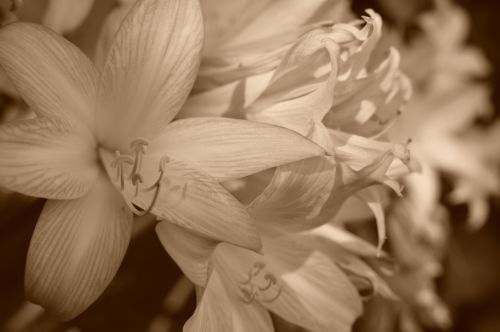 Sepia Flowers